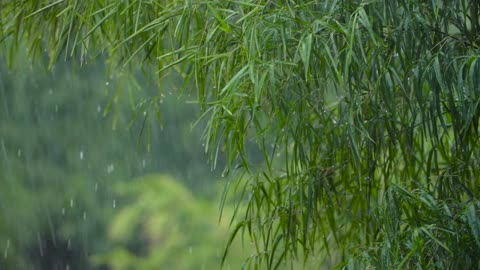 Plant with rain