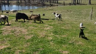 Baby goats greener pastures!