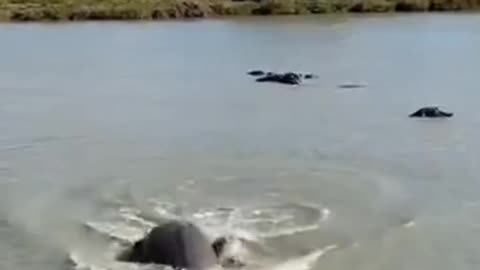 Hippo is coming, Run Run