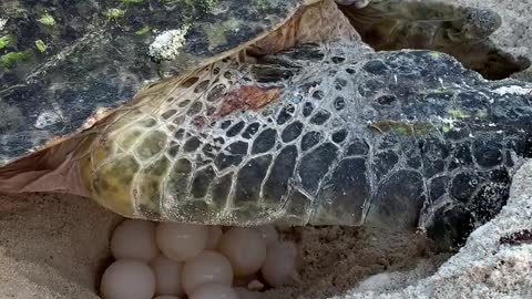 turtle laying eggs