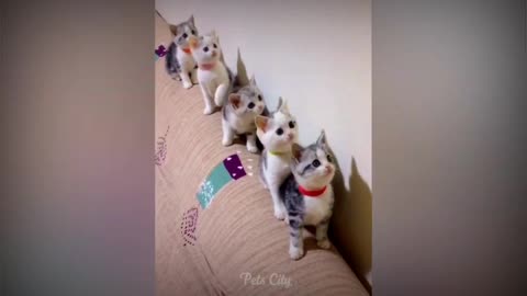 Baby cute cat and fuuny cats video#jistcool