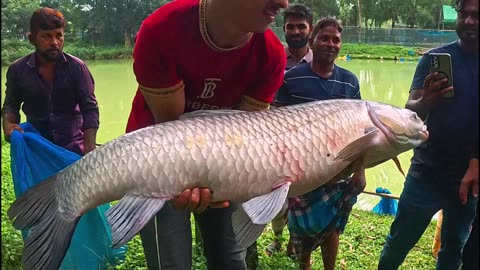 fish hunting, fishing videos, #fishing, #rohu fishing