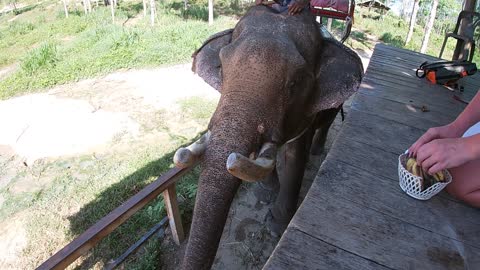 The girl feeds the elephant