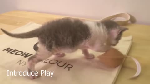 Learn How To Care for an Adorable Newborn Baby Kitten