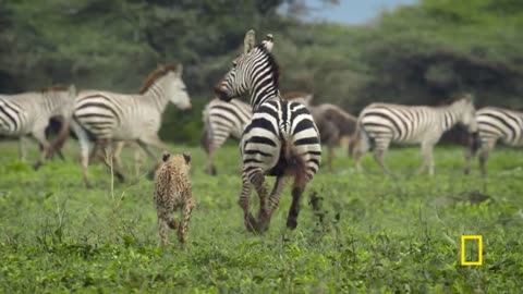 Animal Showdown: Cheetah vs. Zebra Family | National Geographic