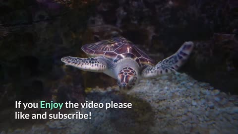 The Biography of a Green Sea Turtle