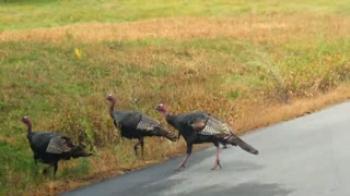 Native Wild Turkeys