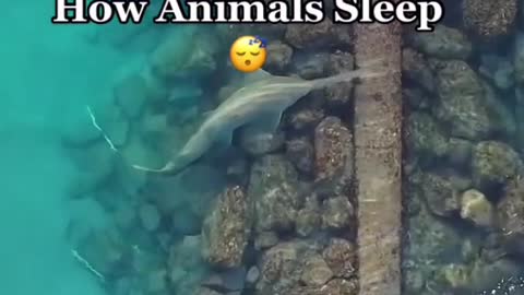 How animals sleep