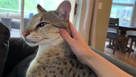 Big Savannah Cat Is A Gentle Giant/ Cute Cat Video