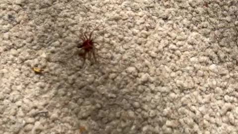 Spider in my house