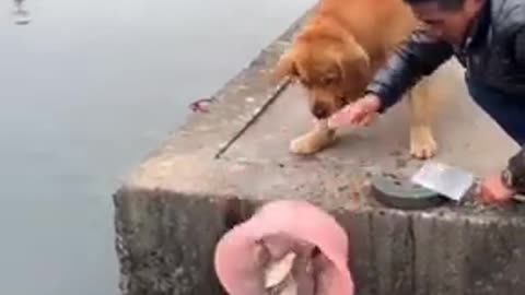 kind dog save fish