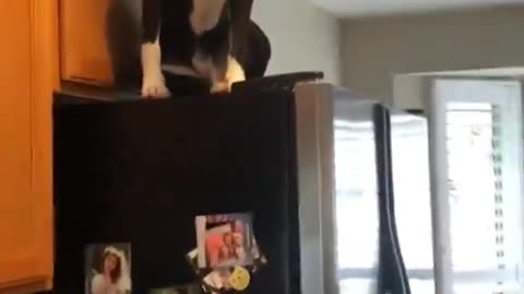 Dog Thinks It's A Cat