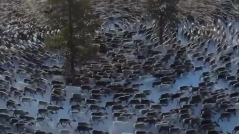 An interesting sight: for your attention "deer cyclone".