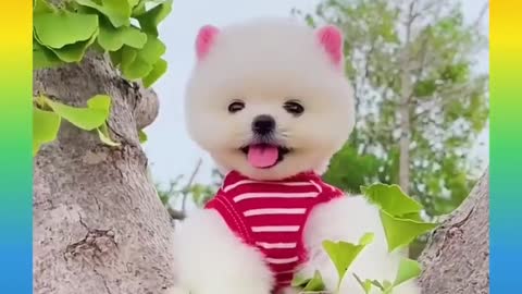 Awesome Cute and funny Puppy Video