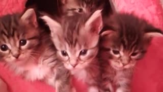 kitten eruption