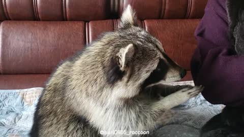 Raccoon loves traditional Korean rice cakes so much that he can't wait.