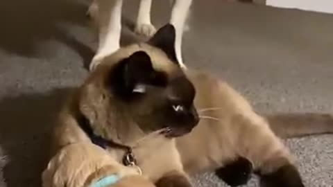 Cat’s Loving Touch with Puppy! Heartwarming Video!