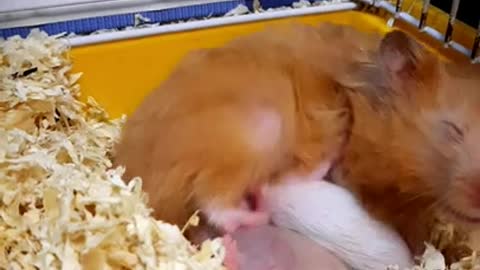 Peanut 🥴 hamster attacked by her milky babies | Hamster funny videos