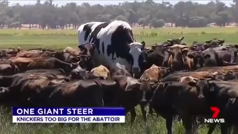 🐄 Humongous cow