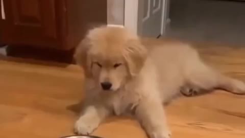 Naughty Golden Retriever refuses food