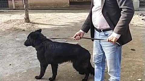 German Shepherd pedigree black