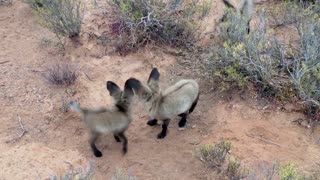 Cute Baby Bat Eared Foxes Playing