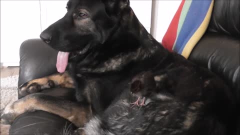 Newborn quail chick makes friends with gentle German Shepherd