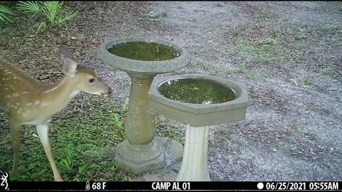 Florida Birdbath in the Woods - June 2021 Compilation