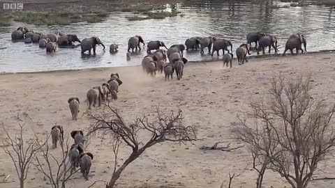 Elephants Being Elephants I BBC Earth