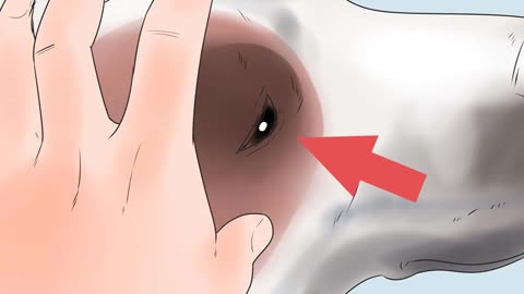 How to recognize Distemper in your dog