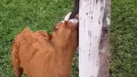 Funny Animals Videos, Try not to laugh