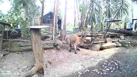 Scooty and Goggles the Wallaby Brothers