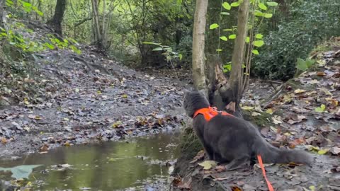 Meet Pōhaku, the cat who loves to go on hikes and bike rides