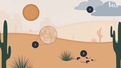 A desert fungus that infects humans is spreading