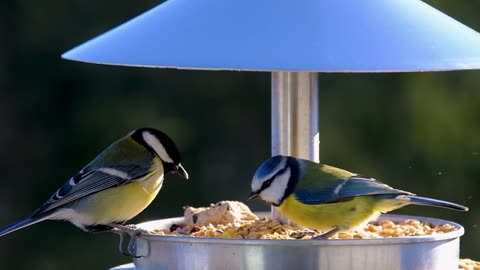 Birds with Blue Tit | Nature | Birds Feeding