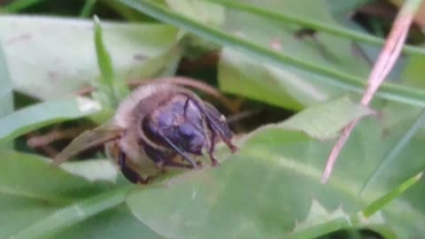 Bee in the Garden