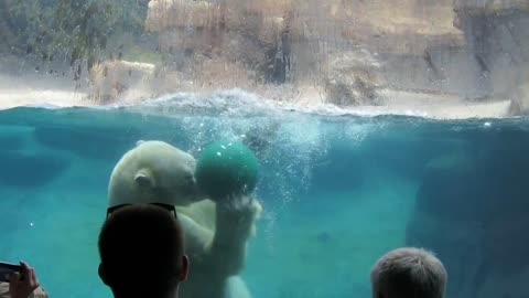 Polar bear playing in the zoo