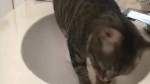 Gray cat trying to open bathroom door while on sink