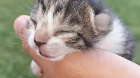 1 day old baby cat - Cute kitty