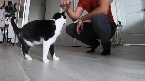 Listen to this cat literally say "hello" over and over again