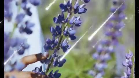 The Lilac Fragrance set off the gossamer wings