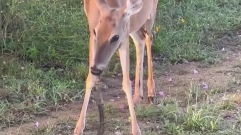 Gazelle eats snake