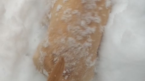 Fisher Goes Swimming in the Snow