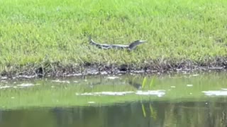 Sunbathing Baby Alligator