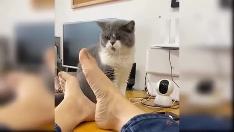 Funny Cat Footages