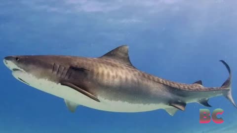 Shark decapitates teenager on Jamaican beach