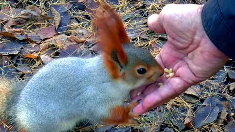 The Little Squirrel Is Being Fed By Humans