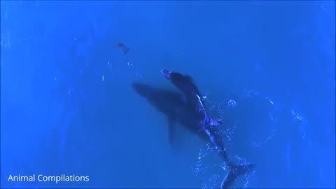 Wild_Dolphins_Swimming_in_HD_Compilation