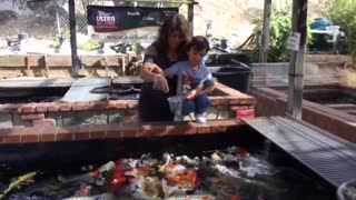 Feeding fish.