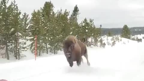 Check this american bison, charging in Yellowstone National Park